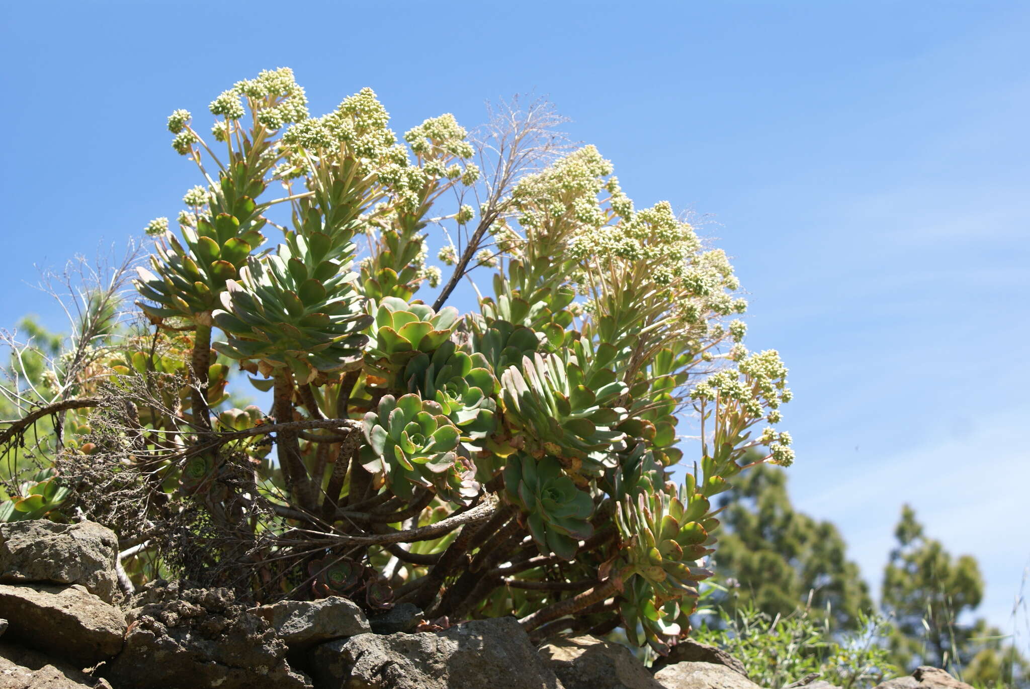 Image of Aeonium davidbramwellii H. Y. Liu