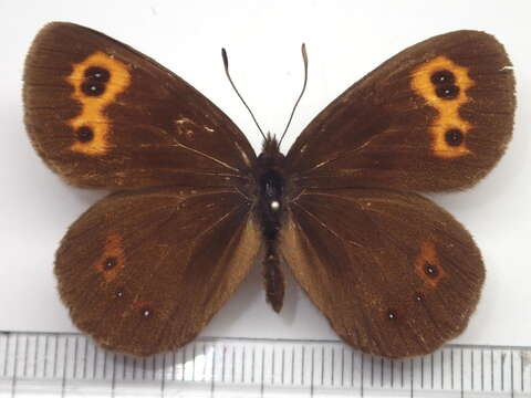 Image of Erebia niphonica Janson 1877