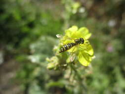 Image of Sphaerophoria scripta (Linnaeus 1758)