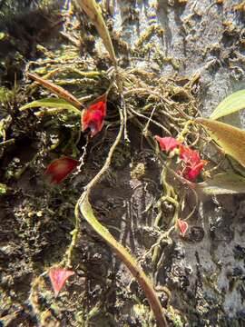 Image of Carite babyboot orchid