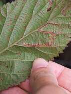 Image of Stigmella villosella (Clemens 1861) Newton et al. 1982