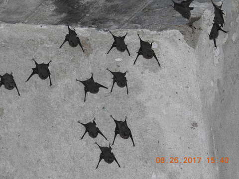 Image of Sac-winged bats