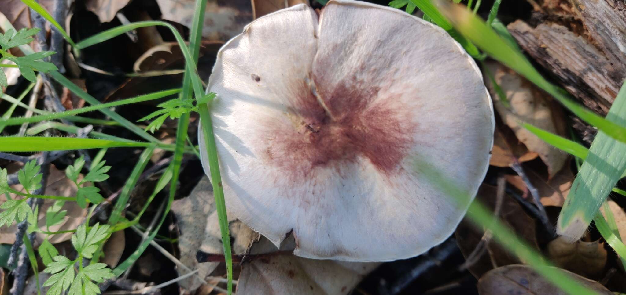 Image of Agaricus kerriganii L. A. Parra, B. Rodr., A. Caball., M. Martín-Calvo & Callac 2013