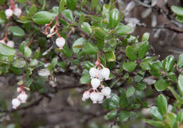 Слика од Arctostaphylos nummularia subsp. mendocinoensis (P. V. Wells) V. T. Parker, M. C. Vasey & J. E. Keeley