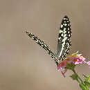 Image of Papilio erithonioides Grose-Smith 1891