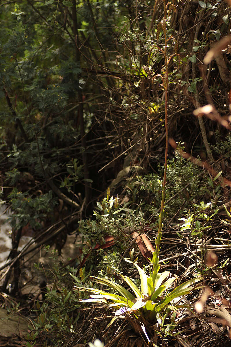 Image of Tillandsia denudata André