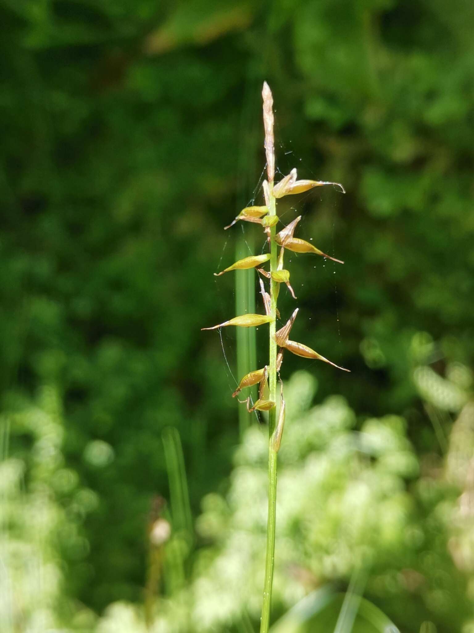 Image of Carex peregrina Link