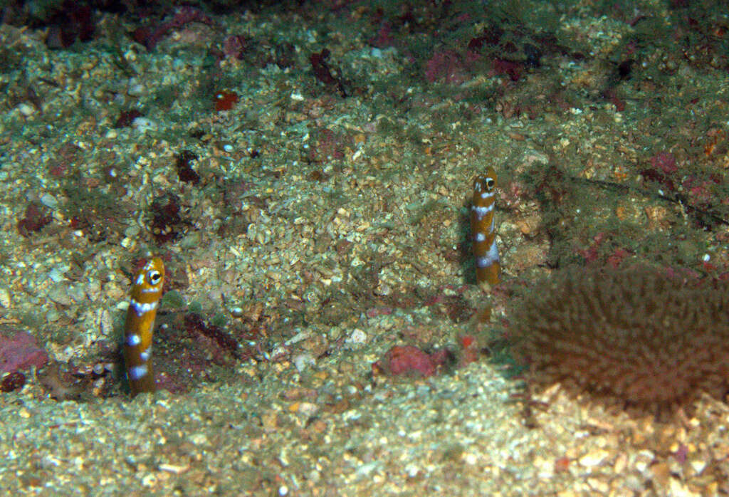 Image of Splendid garden eel