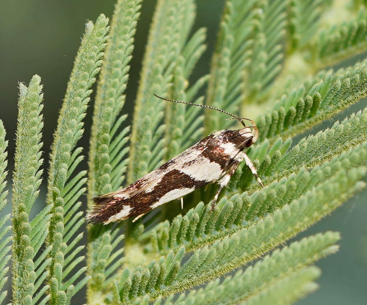 Image of Macrobathra desmotoma Meyrick 1886