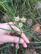 Image of Hooded meadow-star