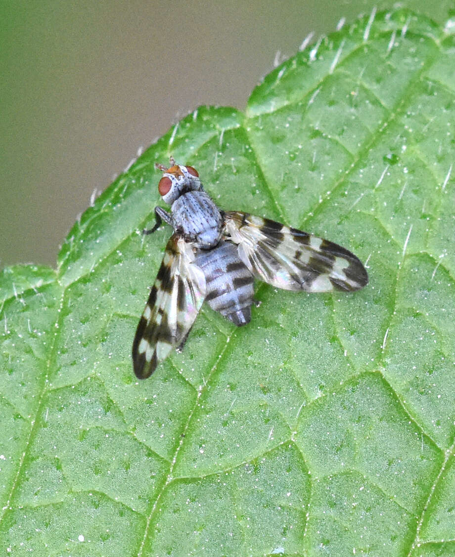 Image of Otites centralis (Fabricius 1805)