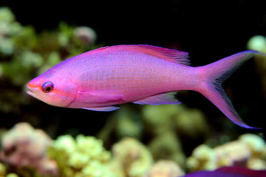 Image of Amethyst anthias