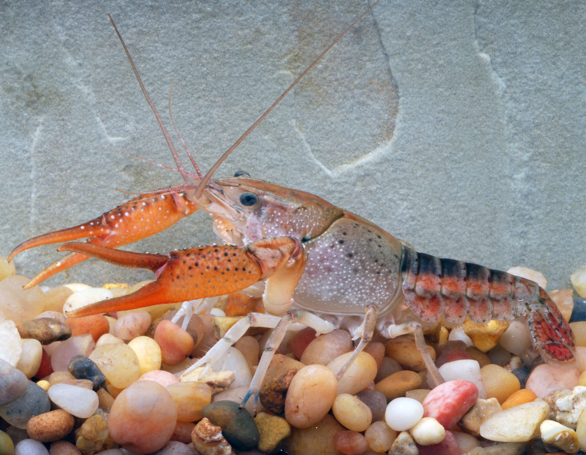 Image of Southern White River Crayfish