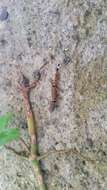 Image of Spotted Least Gecko