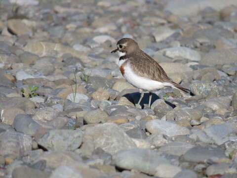 Charadrius bicinctus bicinctus Jardine & Selby 1827 resmi