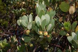 Image of Sonoma manzanita