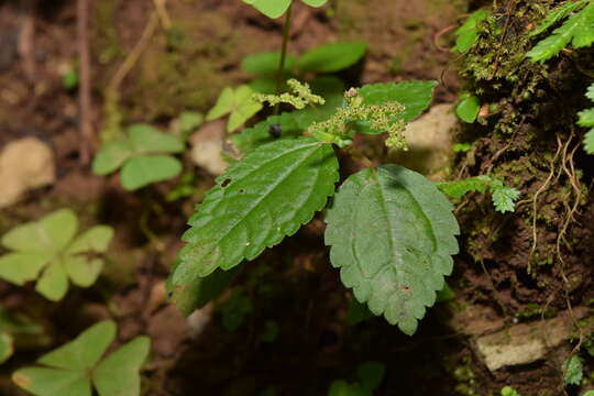 Sivun Pilea pubescens Liebm. kuva