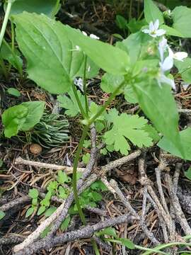 Viola canadensis var. scopulorum A. Gray的圖片