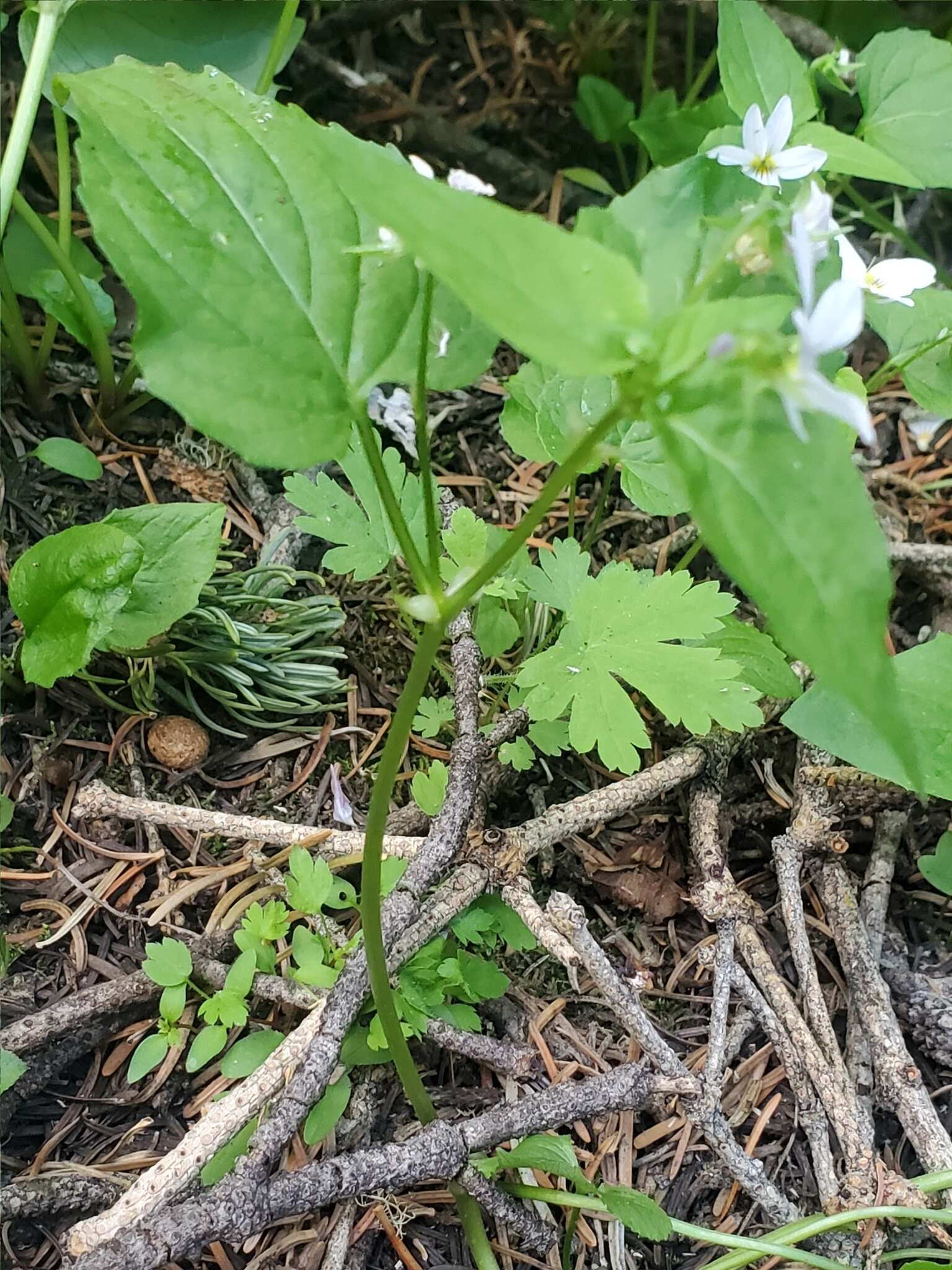 Imagem de Viola canadensis var. scopulorum A. Gray