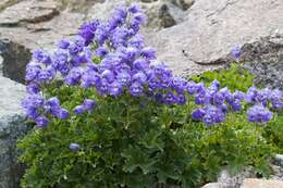 Image of Delphinium brunonianum Royle