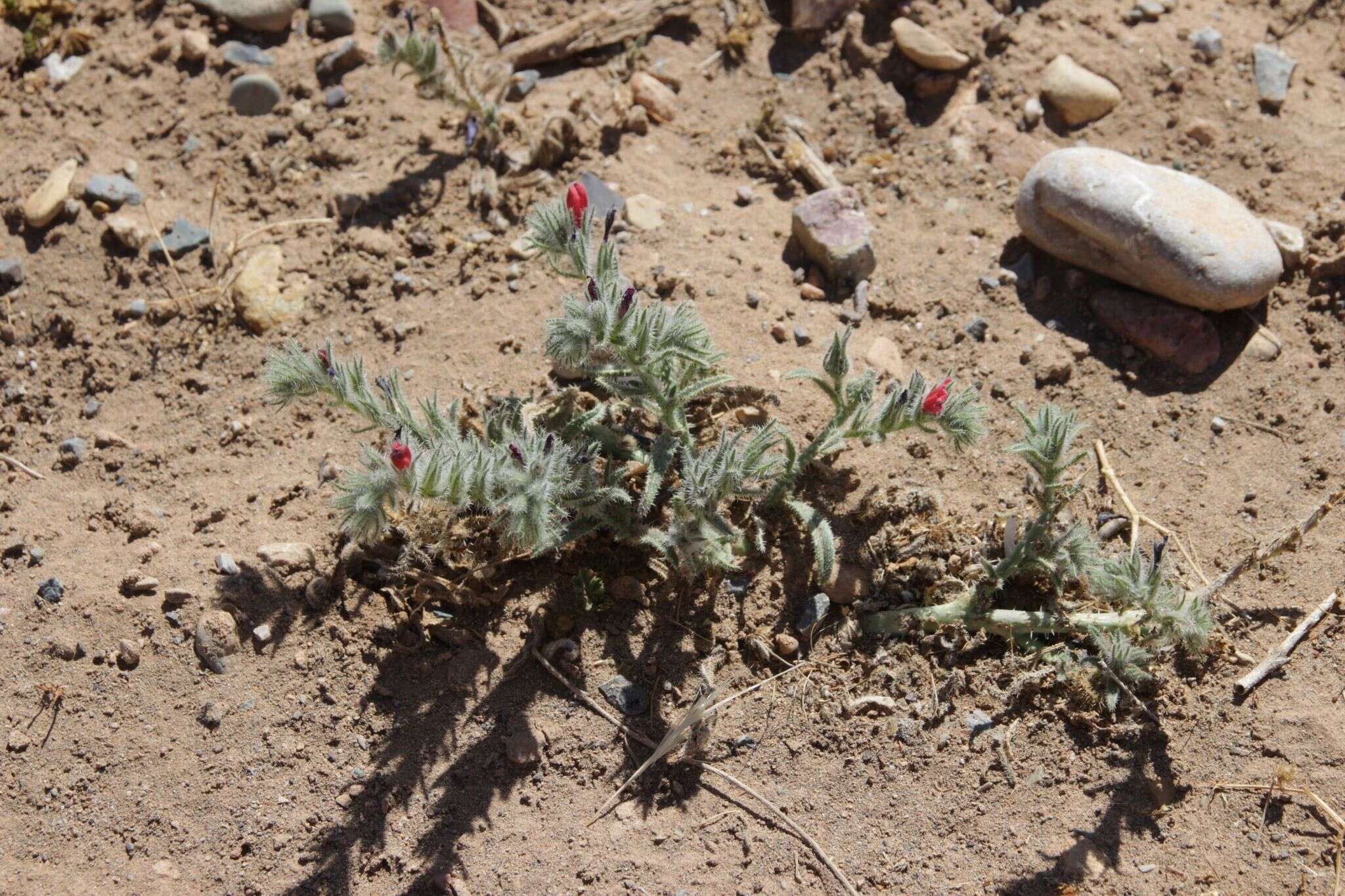 Image of Echium horridum Batt.