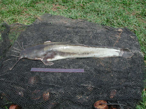 Image of African Catfish