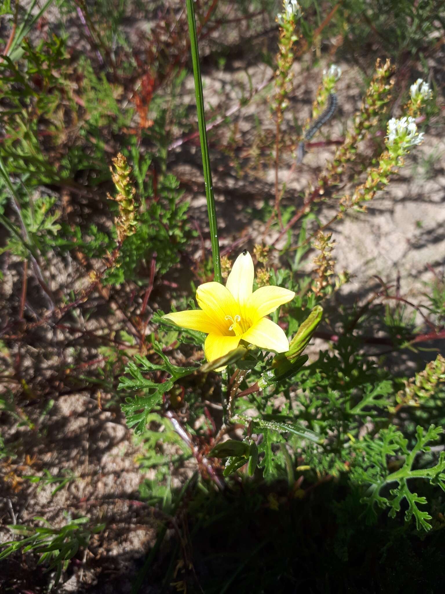 Image of Romulea elliptica M. P. de Vos