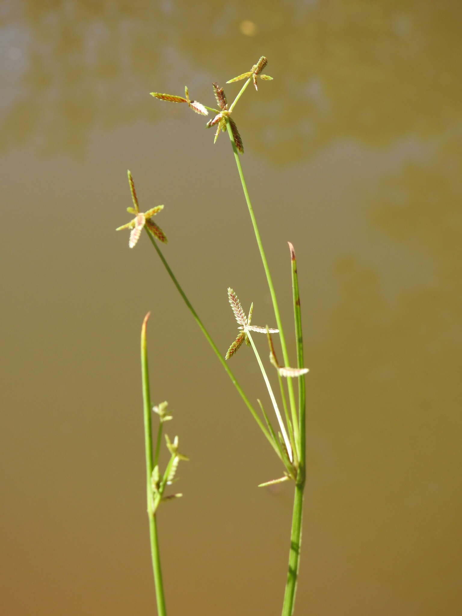 Imagem de Cyperus aquatilis R. Br.