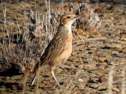 Imagem de Chersomanes albofasciata garrula (Smith & A 1846)