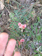 Imagem de Indigofera miniata Ortega