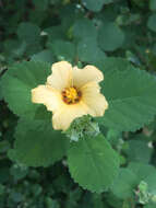 Image of yellow ‘ilima