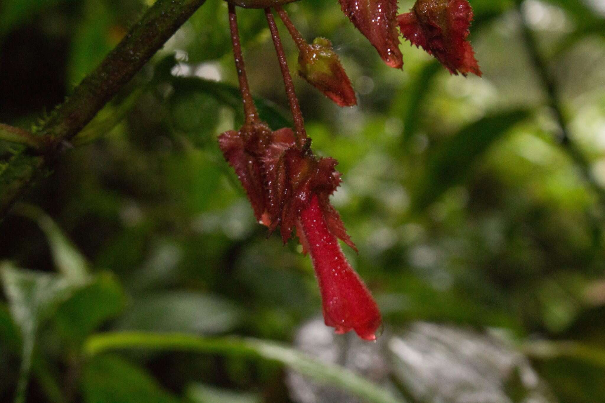 Imagem de Glossoloma tetragonum Hanst.