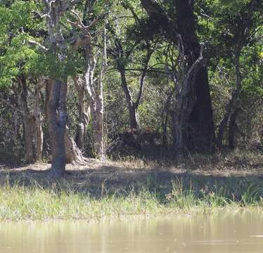 Image of Sri Lankan leopard