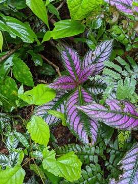 Image of Strobilanthes auriculatus Nees