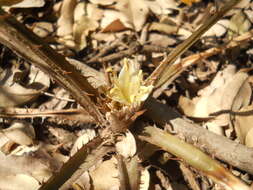 Image of Bromelia urbaniana (Mez) L. B. Sm.