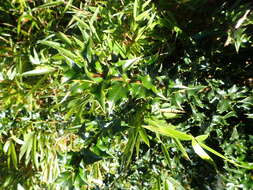 صورة Ilex bioritsensis Hayata