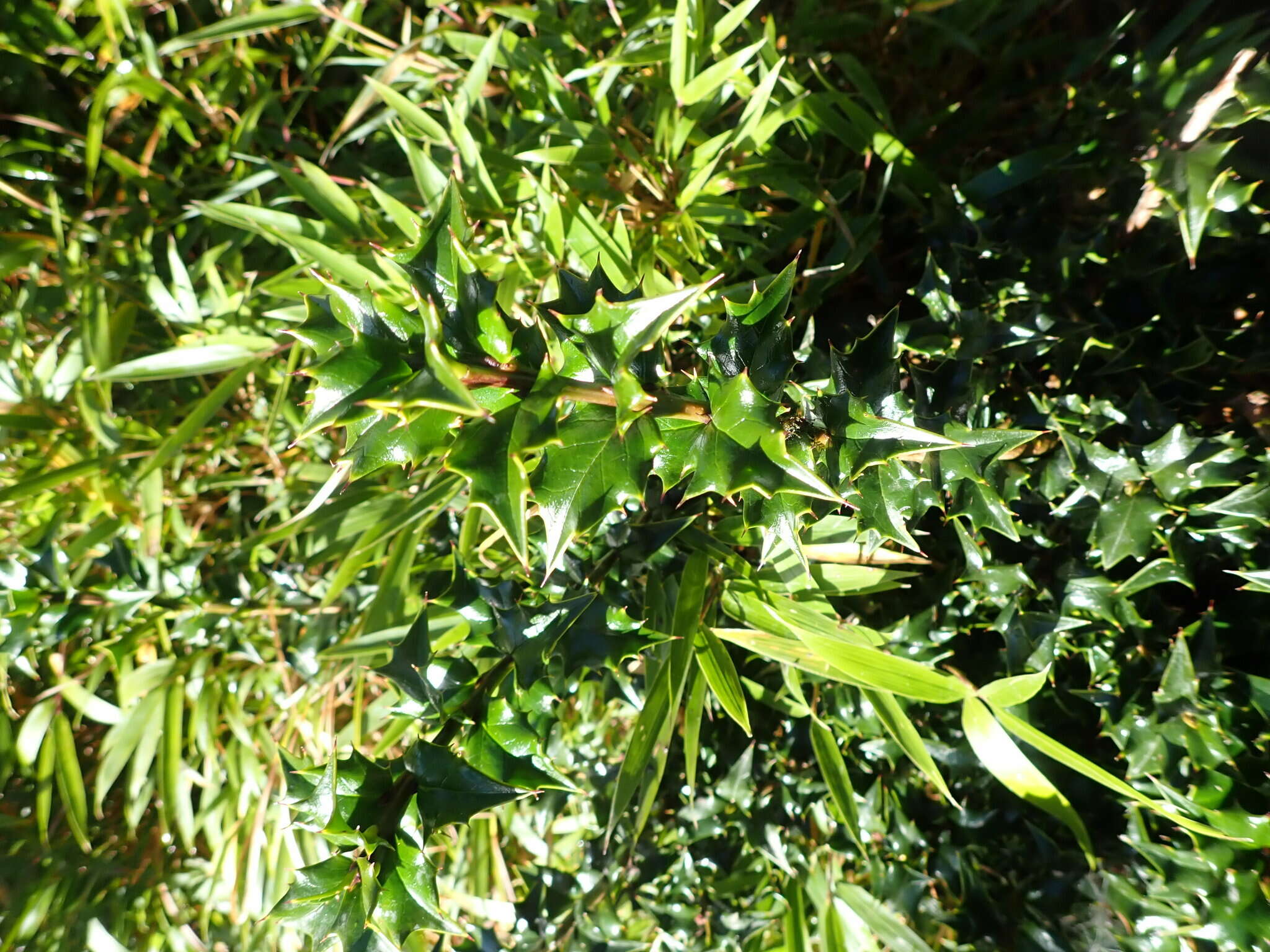 Imagem de Ilex bioritsensis Hayata