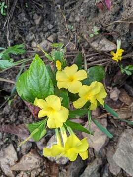 Image of Yellow flax