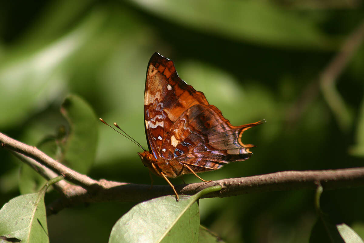 Image of Hypanartia paullus Fabricius 1793