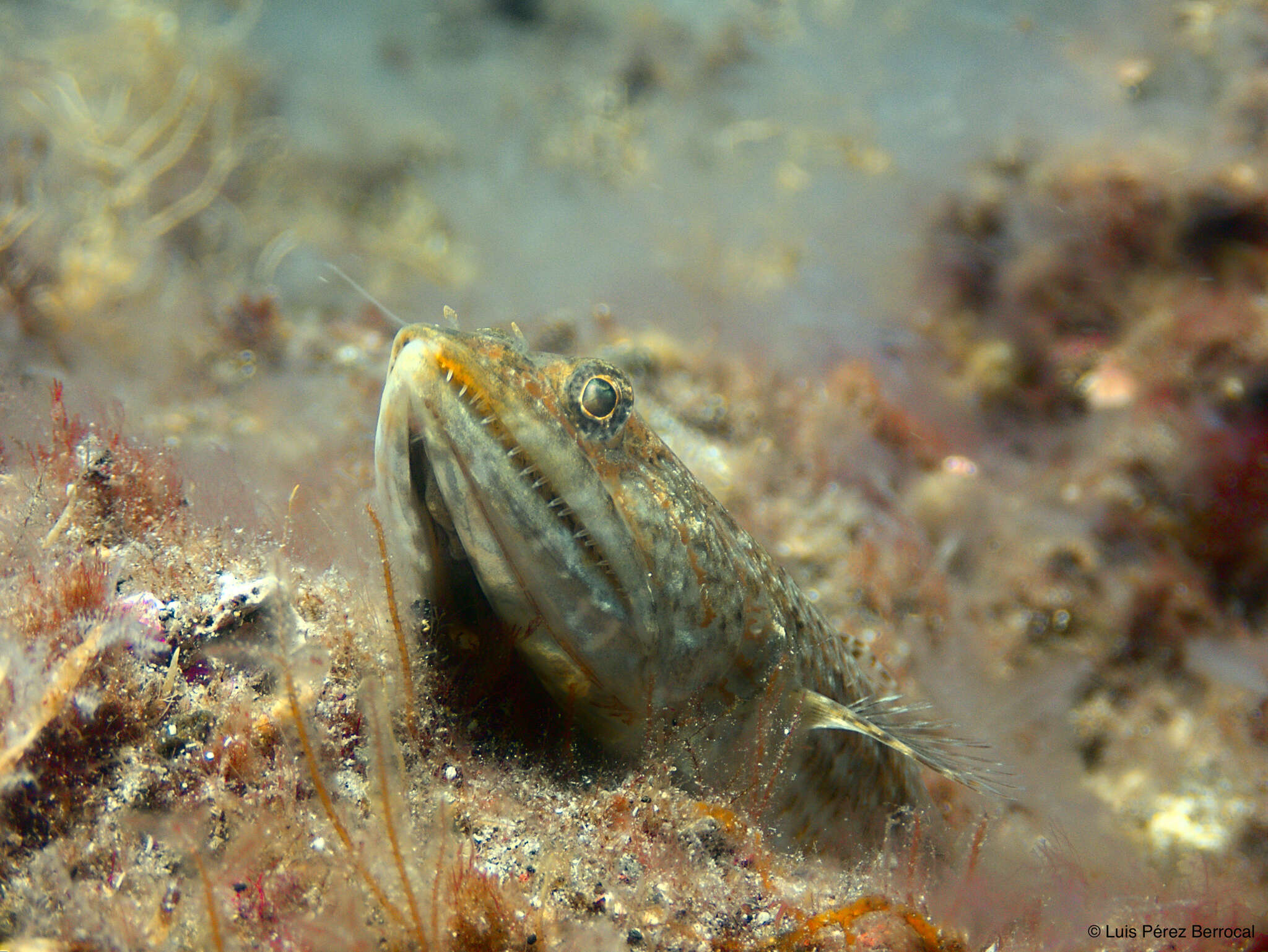 Image of Diamond Lizardfish