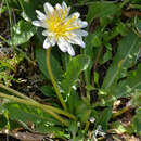 Imagem de Taraxacum confusum Schischk.