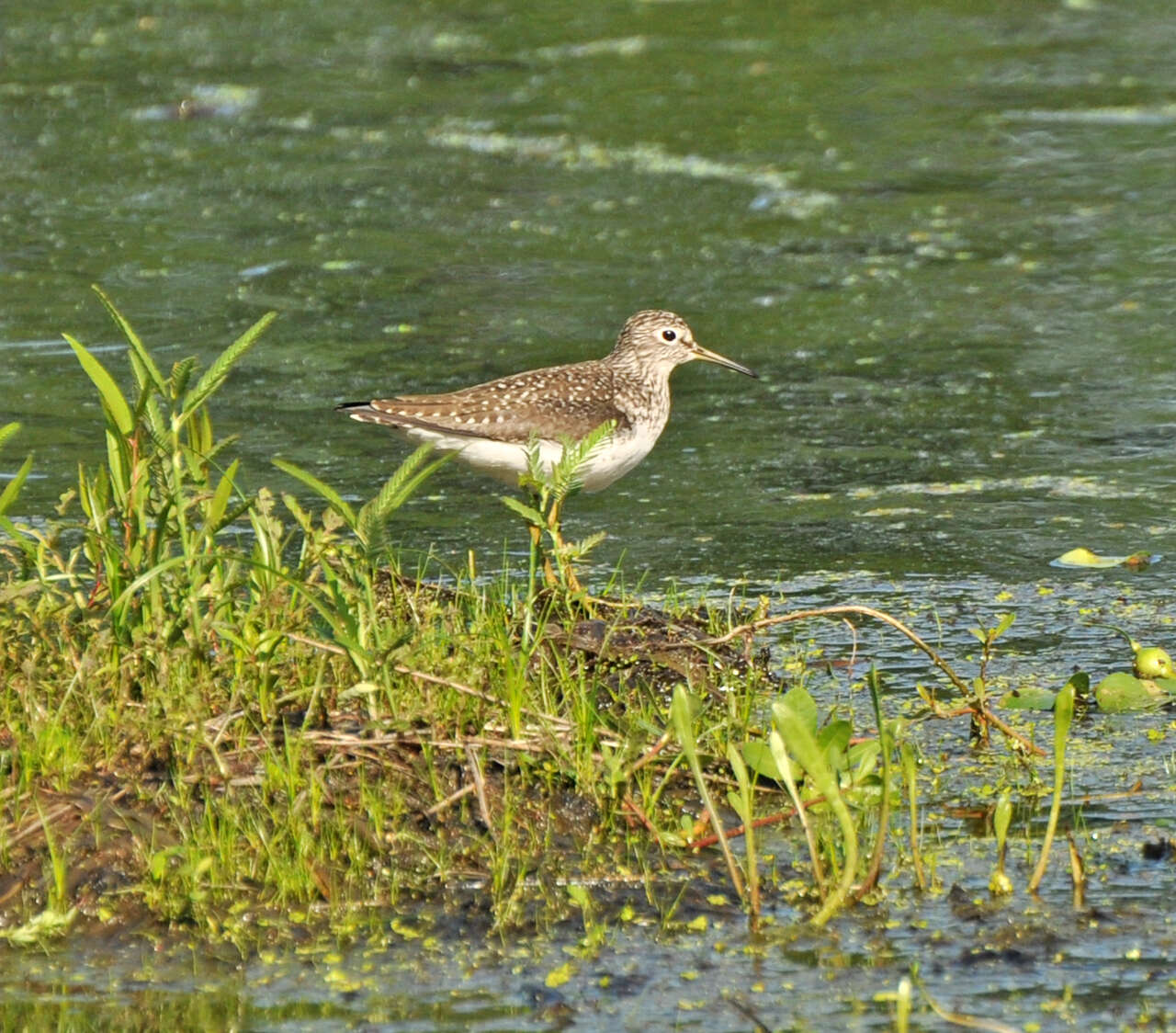 Image of Solitary Sandpiper