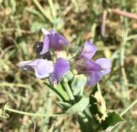 Imagem de Lathyrus nervosus Lam.