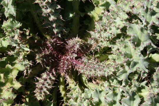 Image of <i>Cirsium <i>fontinale</i></i> var. fontinale