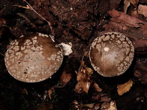 Слика од Amanita nothofagi G. Stev. 1962