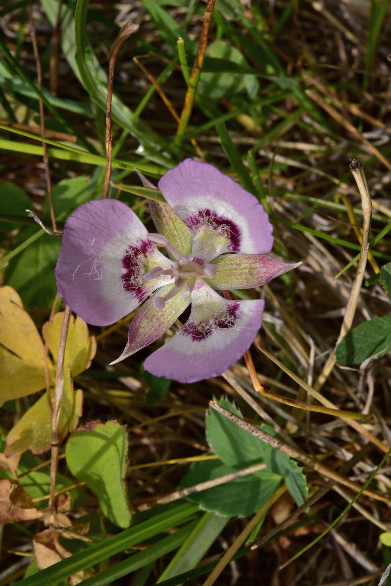 Calochortus longibarbatus var. peckii Ownbey resmi