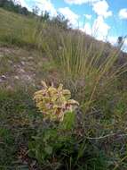 Image of Asclepias lynchiana M. Fishbein