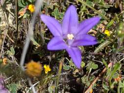 Image of dwarf brodiaea