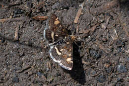 Image of Pyrausta porphyralis Schiffermüller 1775