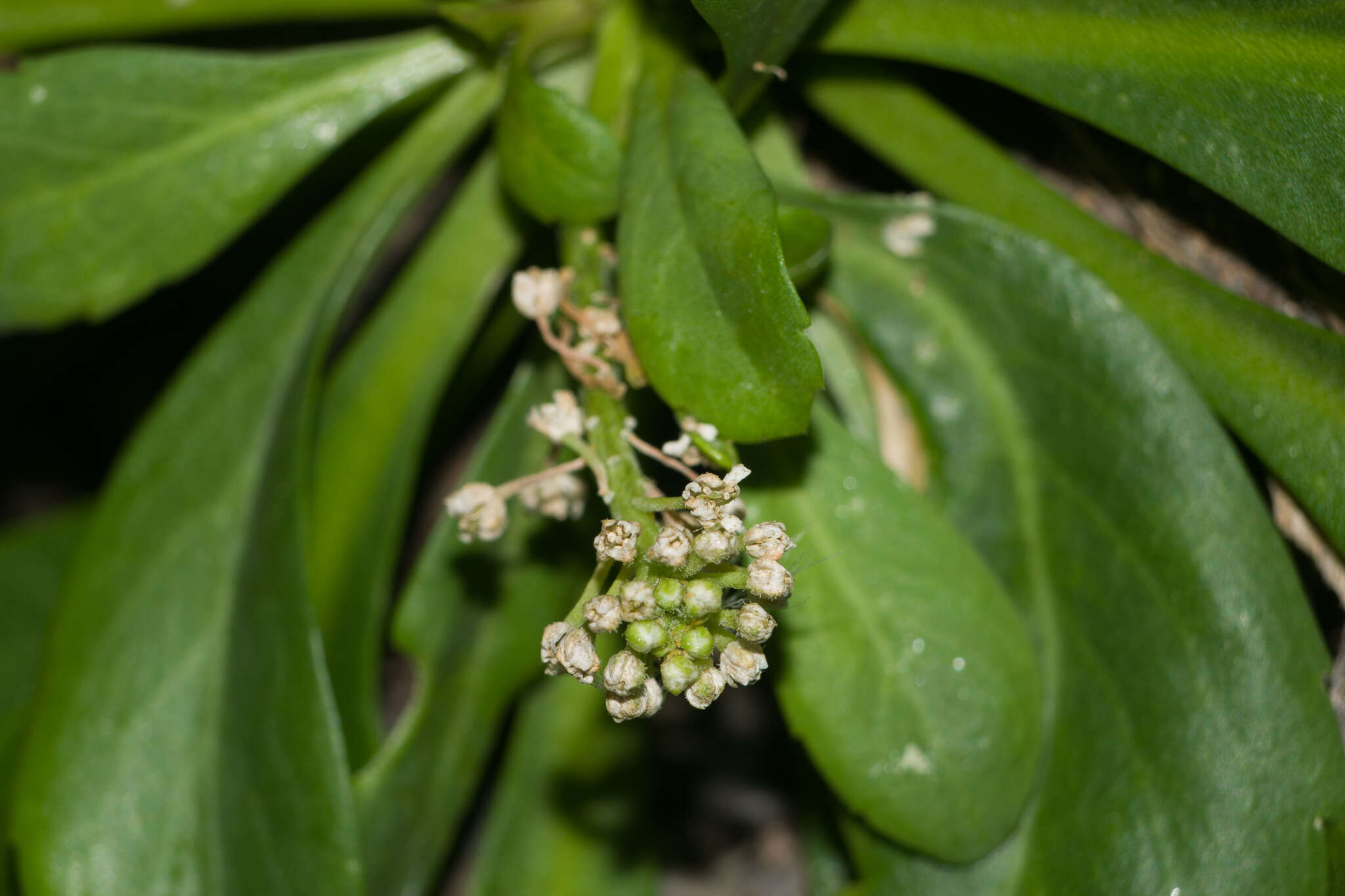 Image of <i>Lepidium bidentatum</i> var. <i>o-waihiense</i> (Cham. & Schltdl.) Fosberg